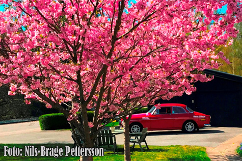 © Nils-Brage Pettersson